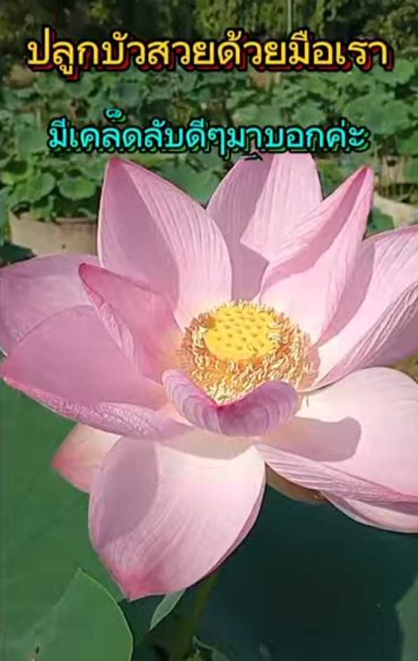 เคล็ดลับ ปลูกบัวหลวงสวยด้วยมือเรา