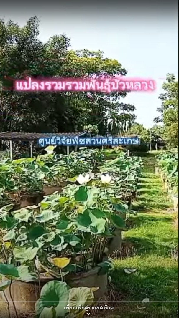 แปลงรวบรวมพันธุ์บัวหลวง ณ ศวส.ศรีสะเกษ