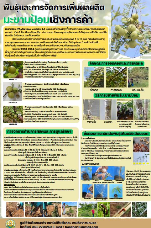 พันธุ์และการจัดการเพิ่มผลผลิตมะขามป้อมเชิงการค้า