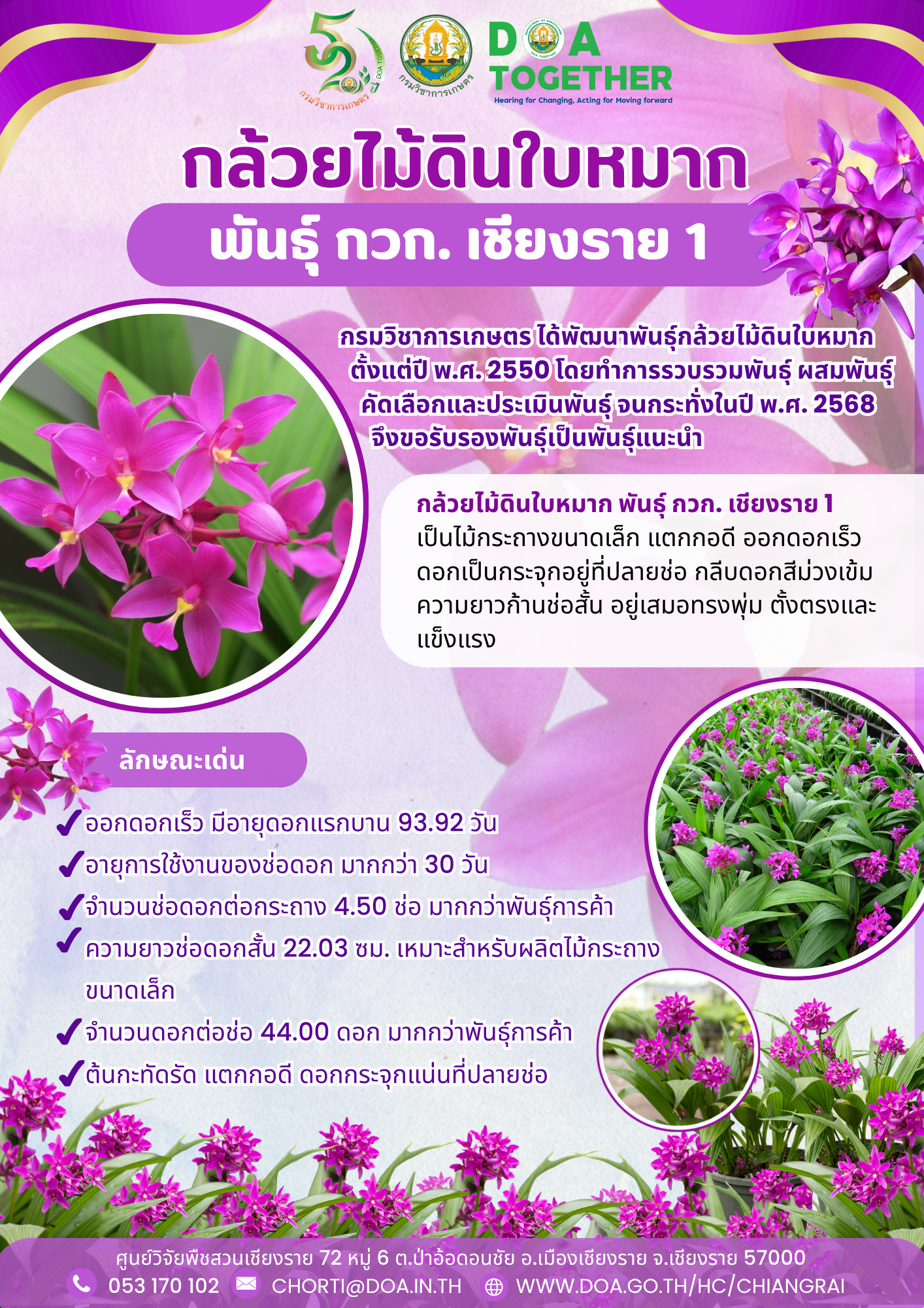 กล้วยไม้ดินใบหมาก พันธุ์ กวก. เชียงราย 1