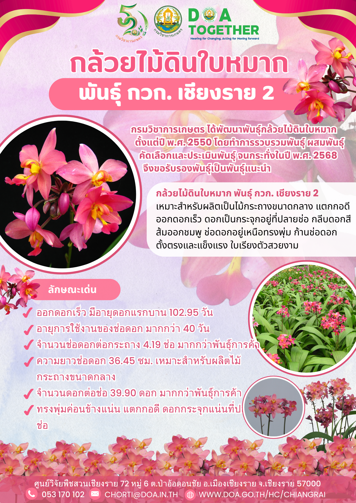 กล้วยไม้ดินใบหมาก พันธุ์ กวก. เชียงราย 2