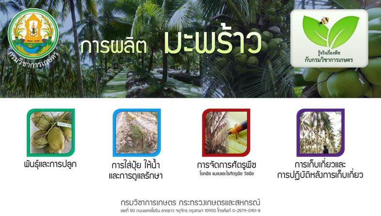 การผลิตมะพร้าว