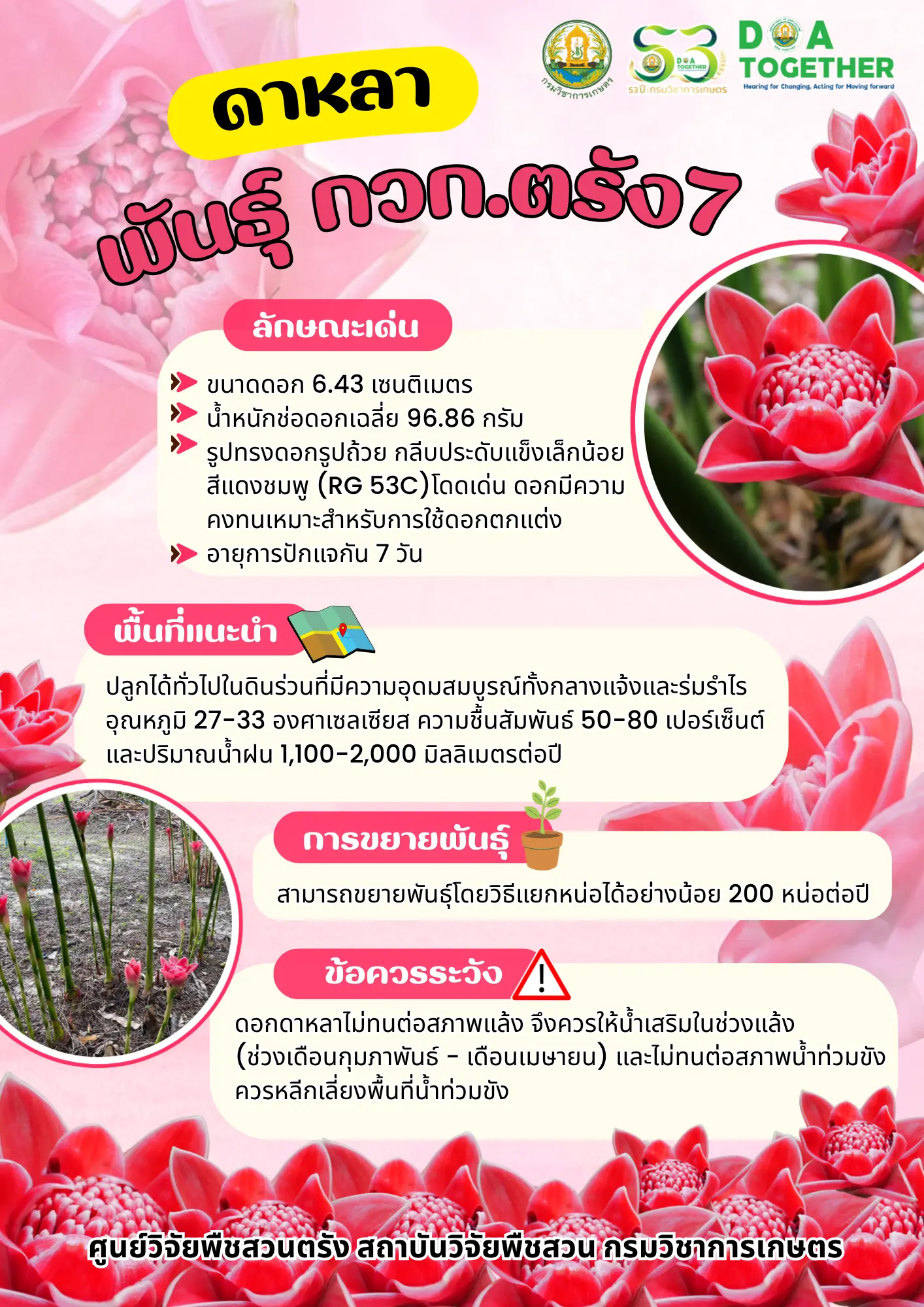 ดาหลาพันธุ์กวก.ตรัง7