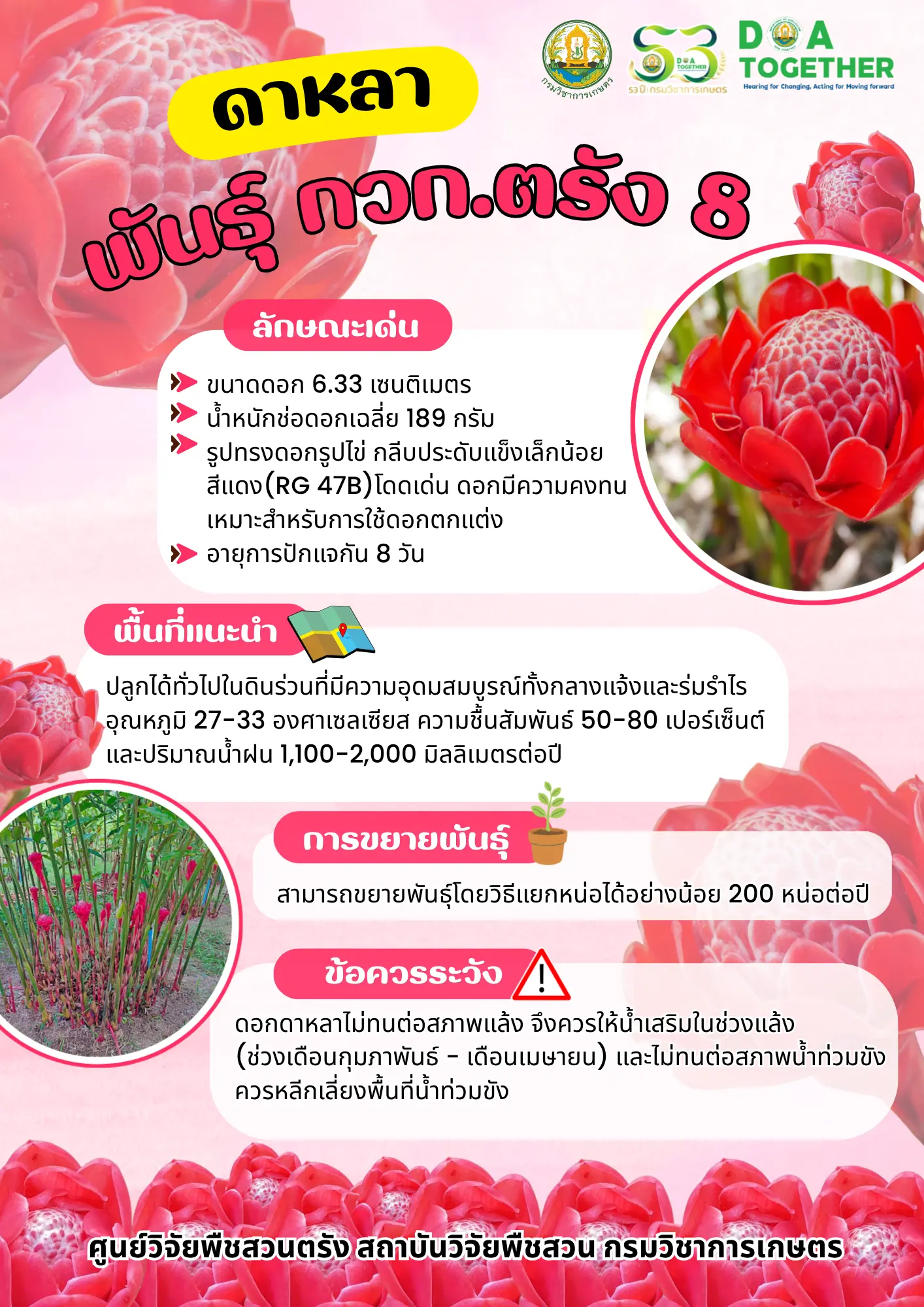 ดาหลาพันธุ์กวก.ตรัง8