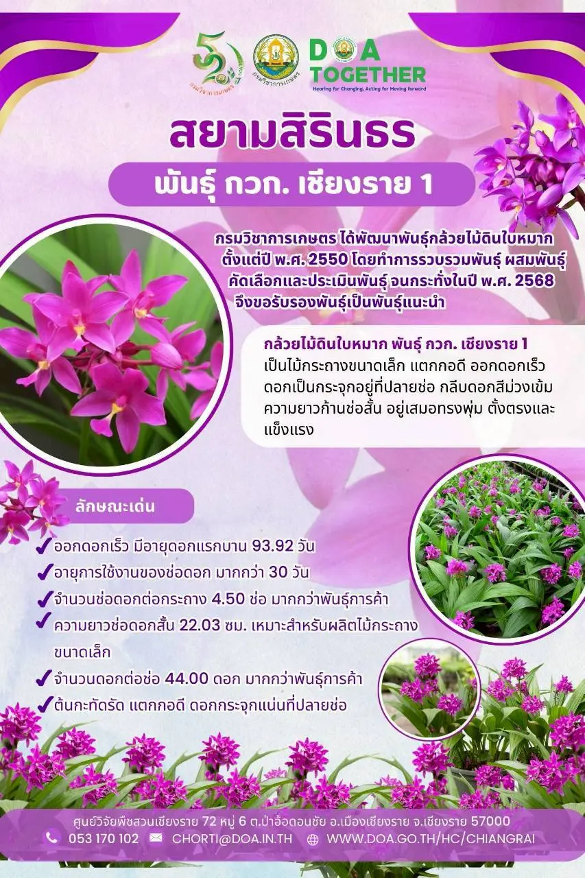 กล้วยไม้ดินใบหมาก พันธุ์ กวก. เชียงราย 1