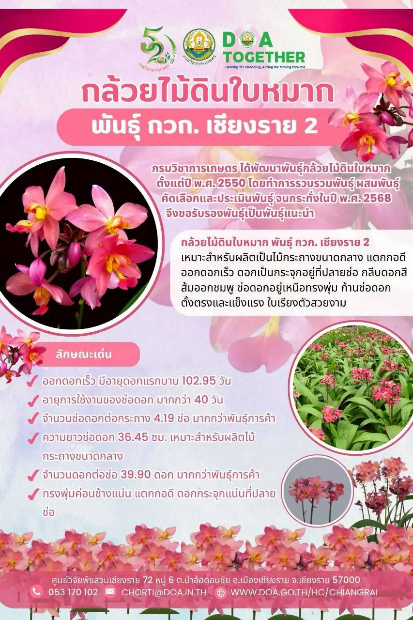 กล้วยไม้ดินใบหมาก พันธุ์ กวก. เชียงราย 2