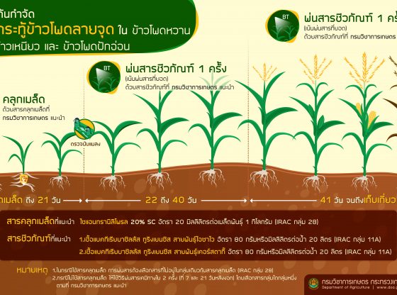 การป้องกันกำจัด หนอนกระทู้ข้าวโพดลายจุด ใน ข้าวโพดหวาน ข้าวโพดข้าวเหนียว และ ข้าวโพดฝักอ่อน