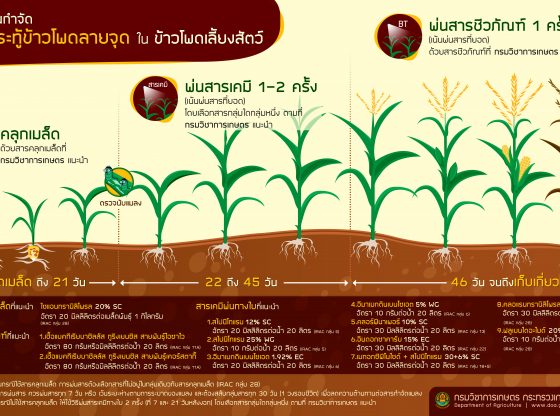 การป้องกันกำจัด หนอนกระทู้ข้าวโพดลายจุด ใน ข้าวโพดเลี้ยงสัตว์