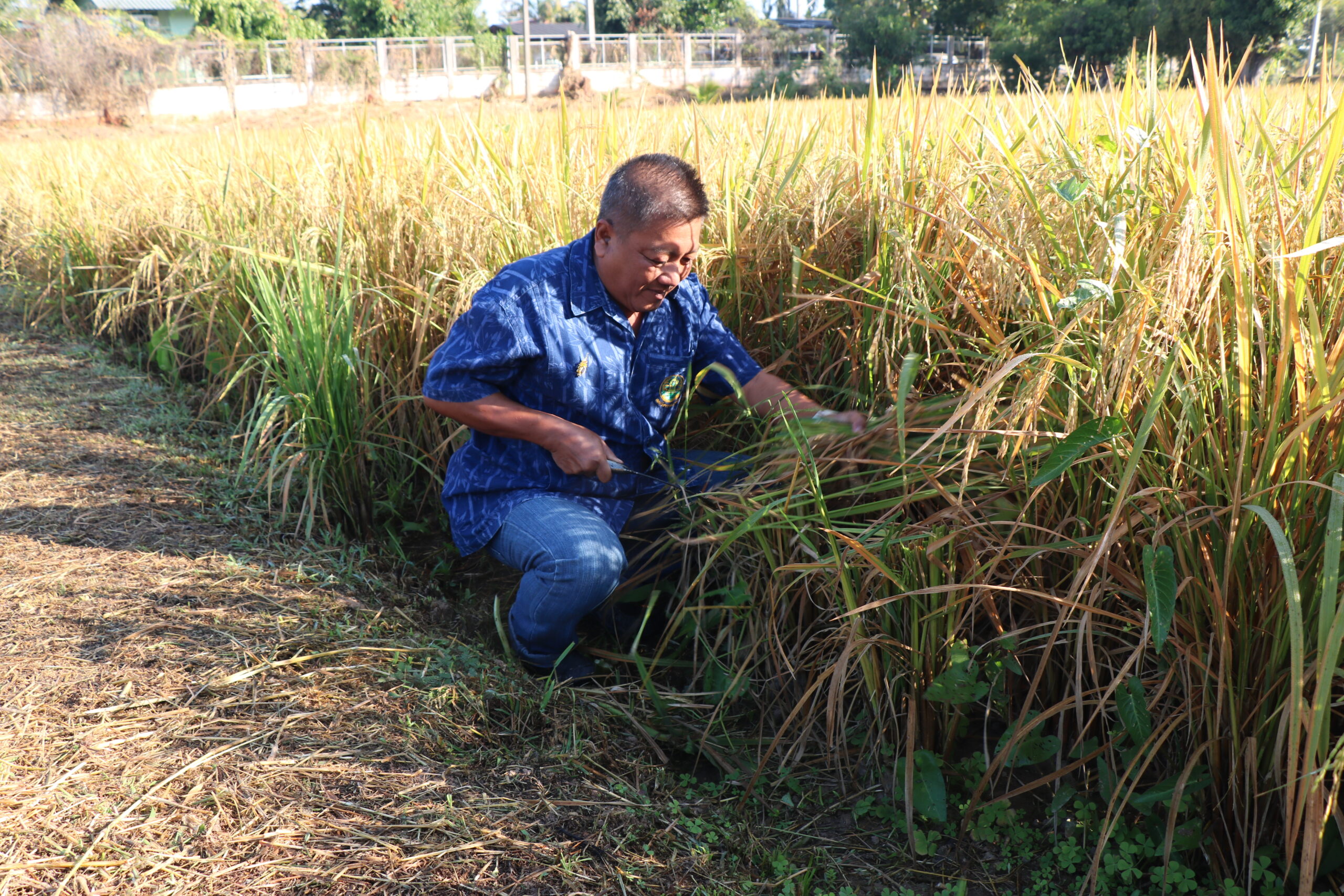 รูปภาพ 8