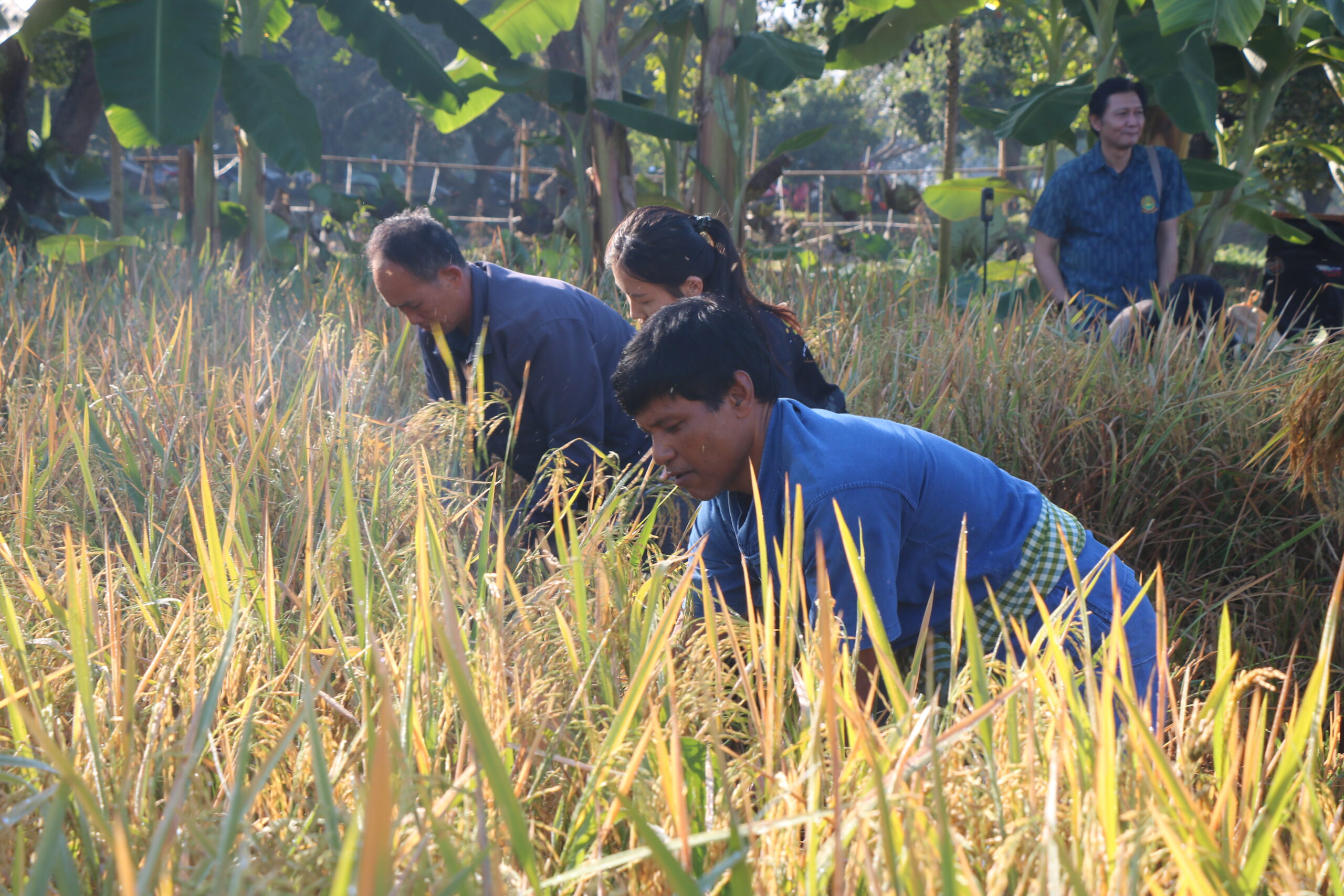 รูปภาพ 11