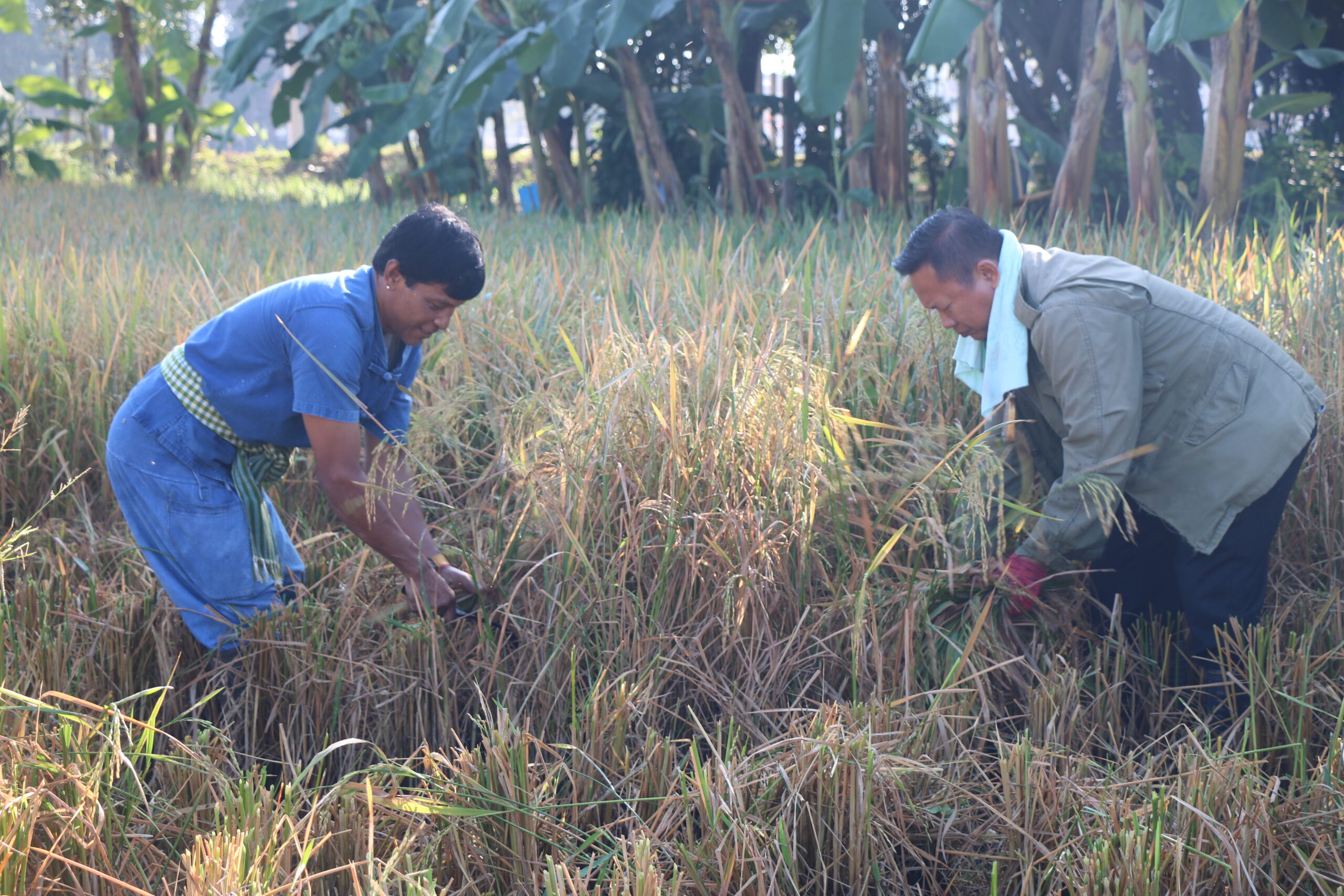 รูปภาพ 16