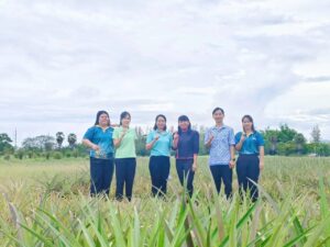 สับปะรดพันธุ์ กวก.เพชรบุรี 3