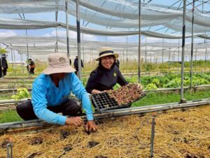 เยี่ยมชมแปลงผลิตพืชมาตรฐานเกษตรอินทรีย์ ปฐมสุข a regenerative farm