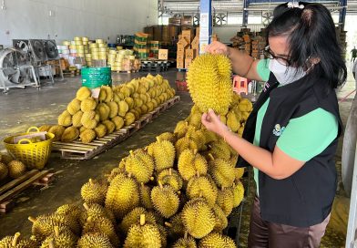 สวพ.8 ออกตรวจโรงคัดบรรจุผักและผลไม้สด (ทุเรียน) ในพื้นที่จังหวัดสงขลา