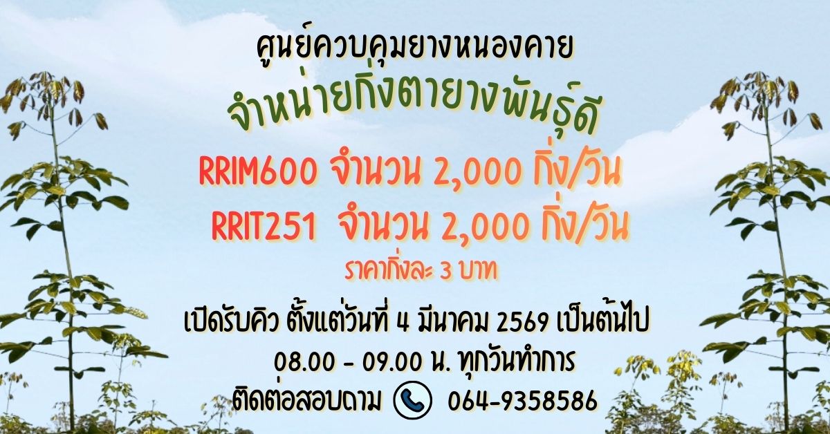 info จำหน่ายกิ่งตายาง