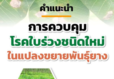 คำแนะนำ-การควบคุมโรคใบร่วงชนิดใหม่-ในแปลงขยายพันธุ์ยาง