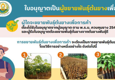 INFOGRAPHIC ใบอนุญาตเป็นผู้ขยายพันธุ์ต้นยางเพื่อการค้า, การออกใบอนุญาตขยายพันธุ์ต้นยางเพื่อการค้า