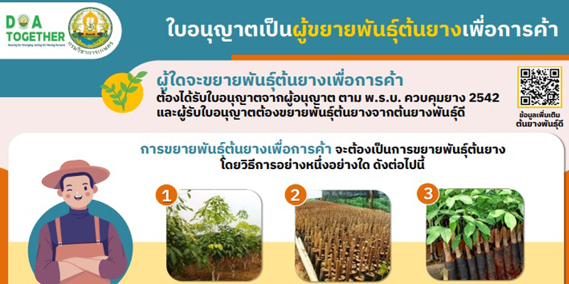 INFOGRAPHIC ใบอนุญาตเป็นผู้ขยายพันธุ์ต้นยางเพื่อการค้า, การออกใบอนุญาตขยายพันธุ์ต้นยางเพื่อการค้า