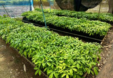 วันที่ 12-13 มีนาคม 2569 ออกตรวจแปลงขยายพันธุ์ต้นยางเพื่อการค้า จ.สุราษฎร์ธานี จำนวน 12 ราย