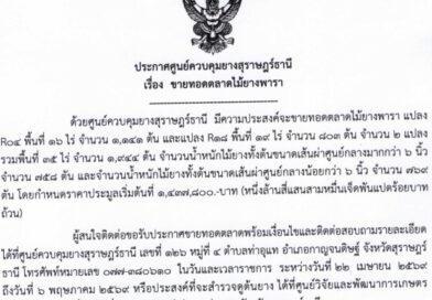 ประกาศขายทอดตลาดไม้ยางพารา จำนวน 2 แปลง พื้นที่ 35 ไร่ จำนวน 1,944 ต้น