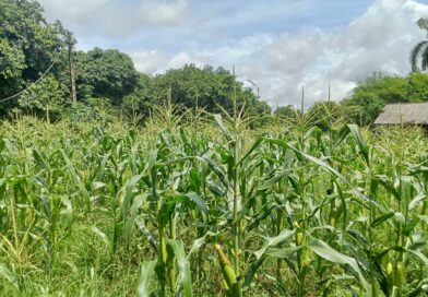 2569-06-12 online oard3 (17)
