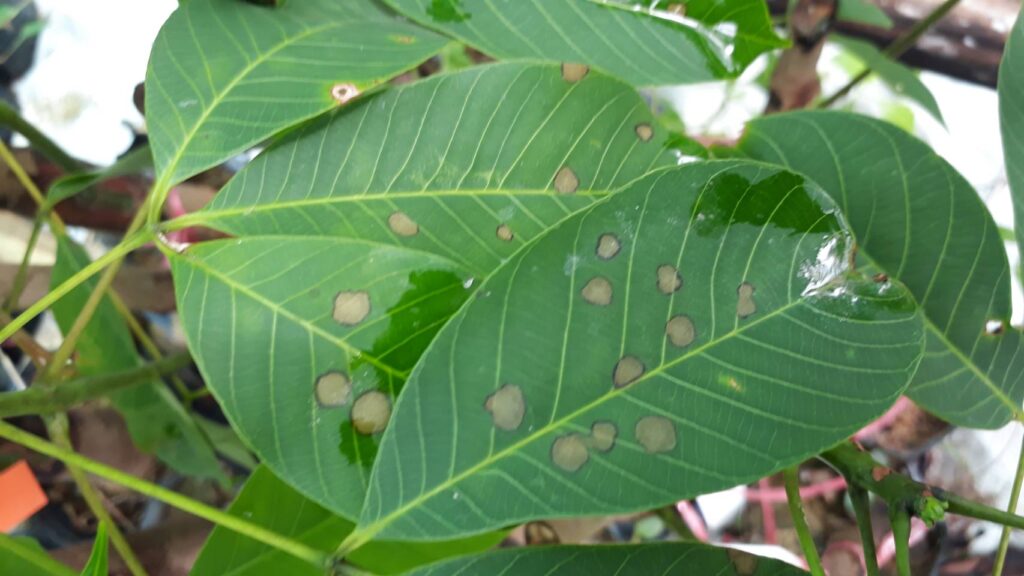 อาการระบาดรุนแรง