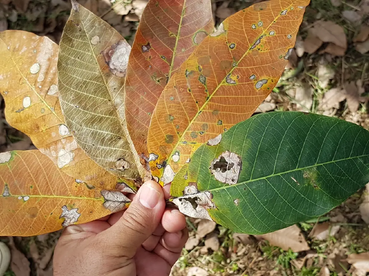 อาการระยะแรก