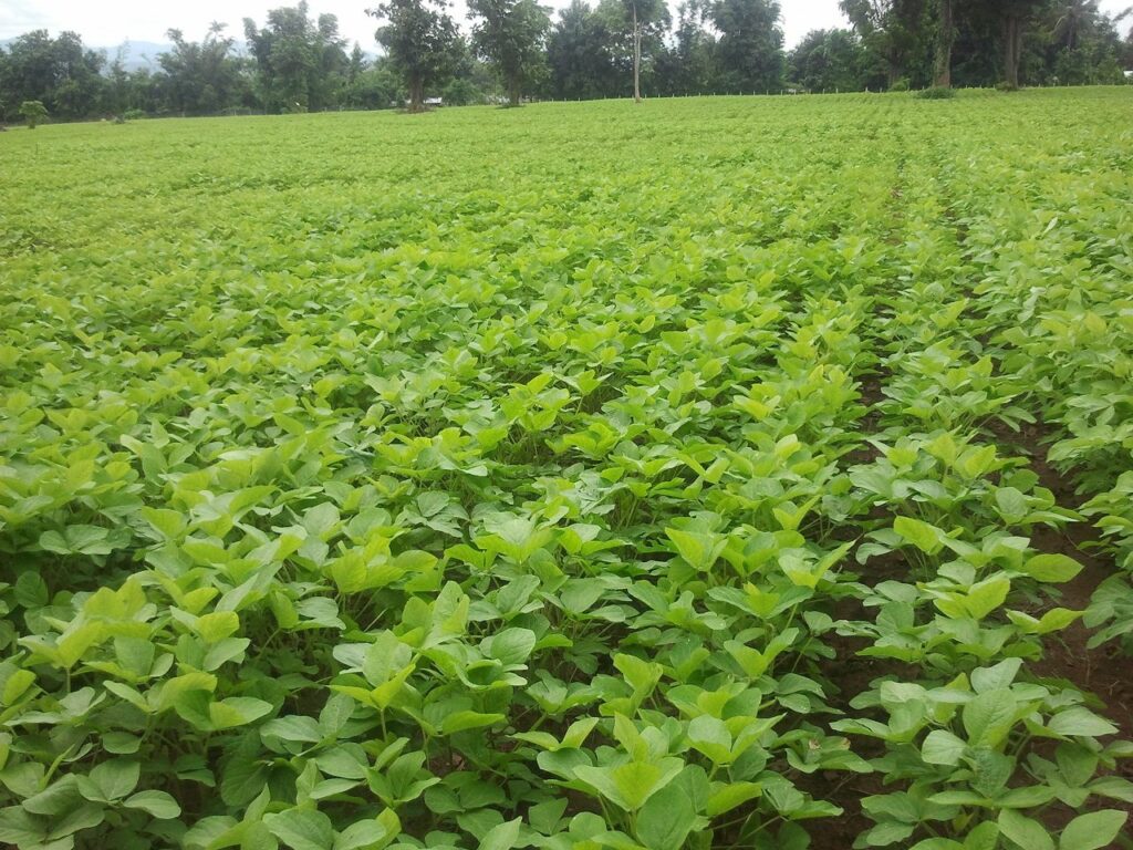 VDO ภารกิจและบทบาทกองวิจัยพัฒนาเมล็ดพันธุ์พืช