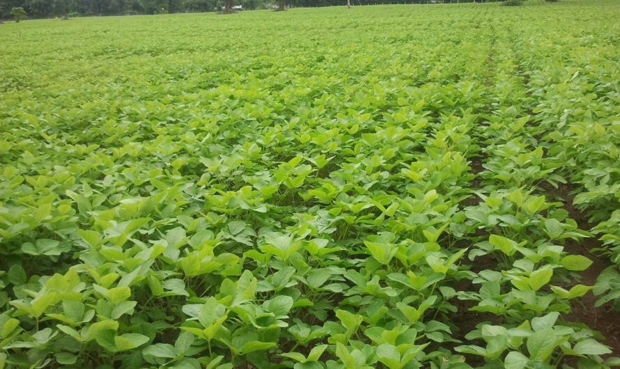 VDO ภารกิจและบทบาทกองวิจัยพัฒนาเมล็ดพันธุ์พืช