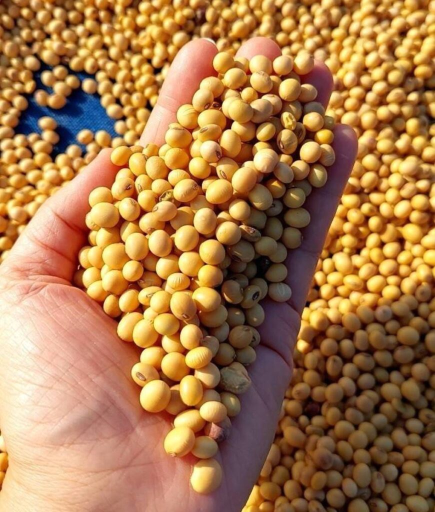 บทสัมภาษณ์: เส้นทางเมล็ดพันธุ์ดีสู่มือเกษตรกรผลงานของนักศึกษาภาควิชา เทคโนโลยีสื่อเพื่อเศรษฐกิจสร้างสรรค์คณะสารสนเทศและการสื่อสารมหาวิทยาลัยแม่โจ้