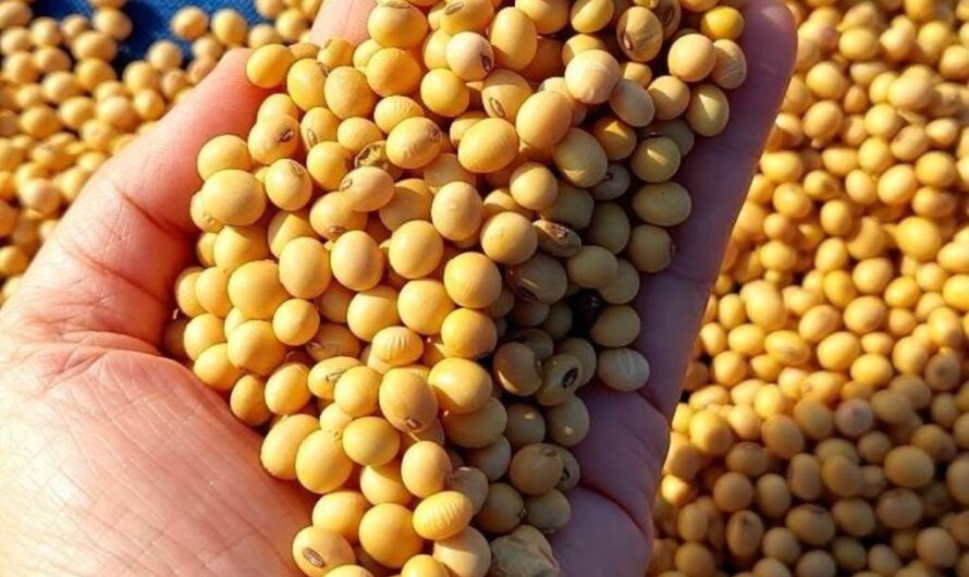 บทสัมภาษณ์: เส้นทางเมล็ดพันธุ์ดีสู่มือเกษตรกรผลงานของนักศึกษาภาควิชา เทคโนโลยีสื่อเพื่อเศรษฐกิจสร้างสรรค์คณะสารสนเทศและการสื่อสารมหาวิทยาลัยแม่โจ้