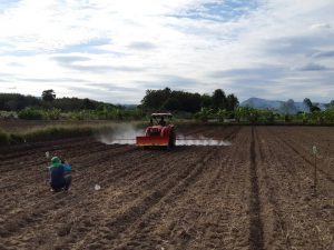 ปลูกถั่วเหลือง โครงการถั่วประชารัฐ ปีที่ 3