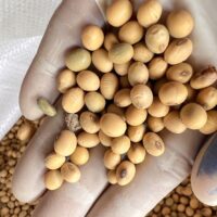 การทดสอบและพัฒนาการใช้เครื่องจักรกลการเกษตรสำหรับการผลิตเมล็ดพันธุ์ถั่วเหลือง