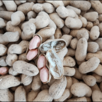 เครื่องปลิดขั้วฝักถั่วลิสงกึ่งอัตโนมัติ ประหยัดเวลา ลดการสูญเสีย