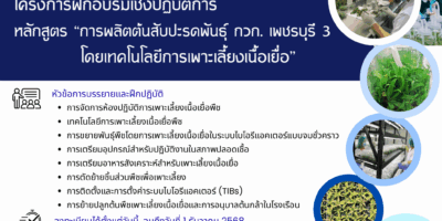 เปิดรับสมัครผู้เข้าร่วมฝึกอบรมเชิงปฏิบัติการ “หลักสูตร การผลิตต้นสับปะรด โดยเทคโนโลยีการเพาะเลี้ยงเนื้อเยื้อ”