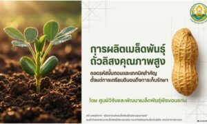 การผลิตเมล็ดพันธุ์ถั่วลิสงคุณภาพสูง