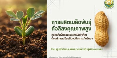 การผลิตเมล็ดพันธุ์ถั่วลิสงคุณภาพสูง