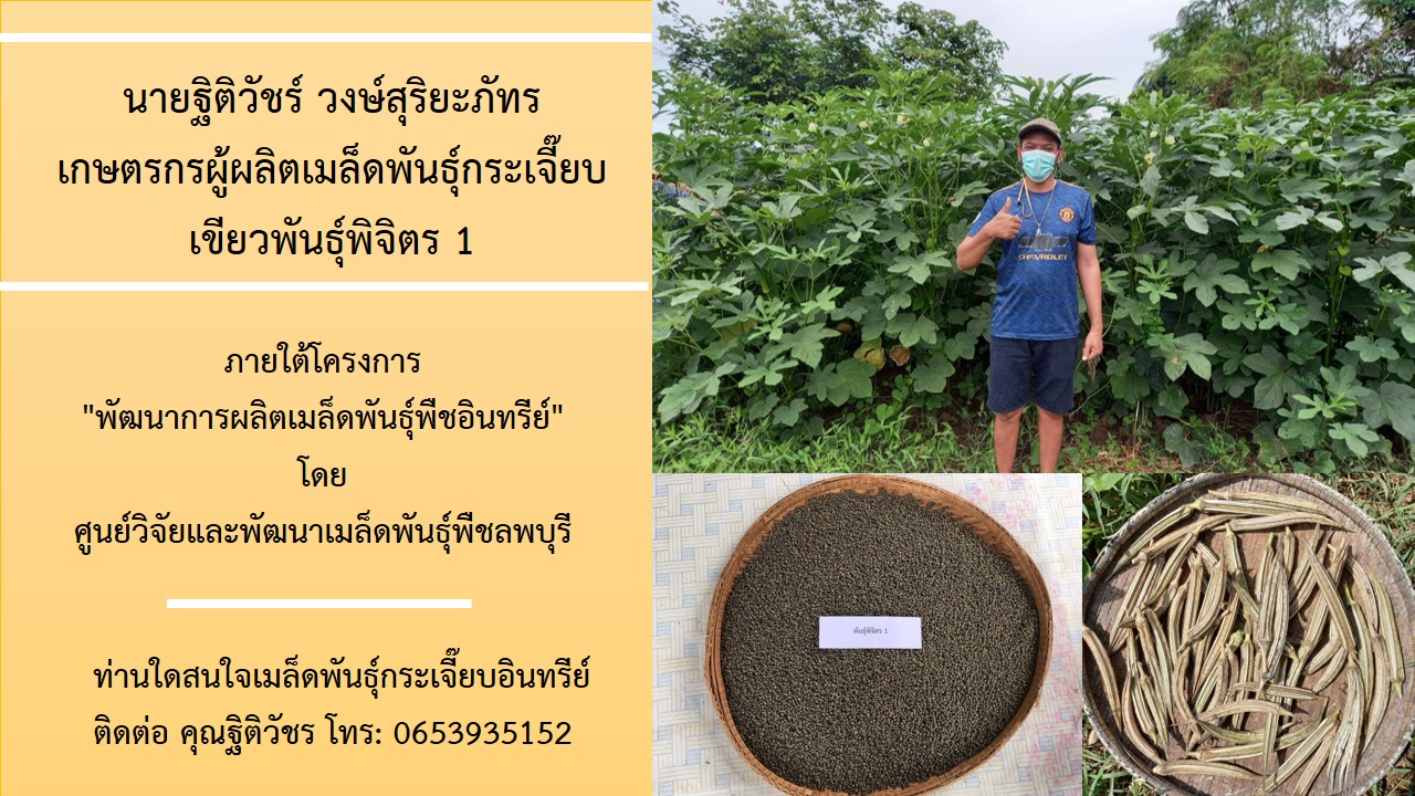 “โครงการพัฒนาการผลิตเมล็ดพันธุ์พืชอินทรีย์” ผลิตเมล็ดพันธุ์กระเจี๊ยบเขียวพันธุ์พิจิตร 1