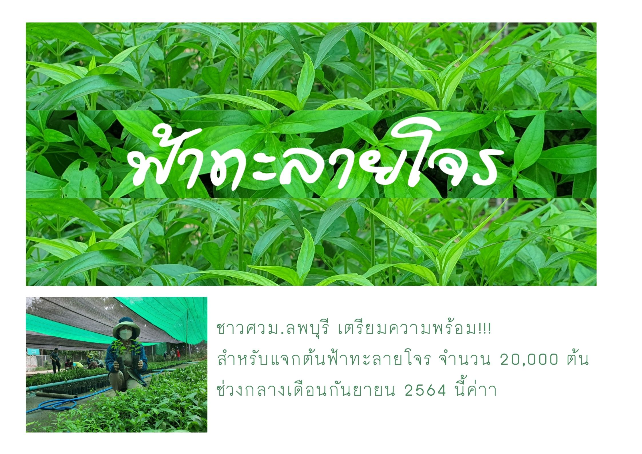 ชาวศวม.ลพบุรี เตรียมความพร้อม!!! สำหรับแจกต้นฟ้าทะลายโจร จำนวน 20,000 ต้น