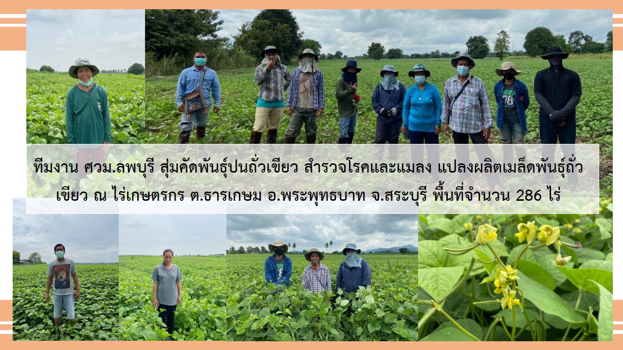 ทีมงาน ศวม.ลพบุรี สุ่มคัดพันธุ์ปนถั่วเขียว สำรวจโรคและแมลง แปลงผลิตเมล็ดพันธุ์ถั่วเขียว
