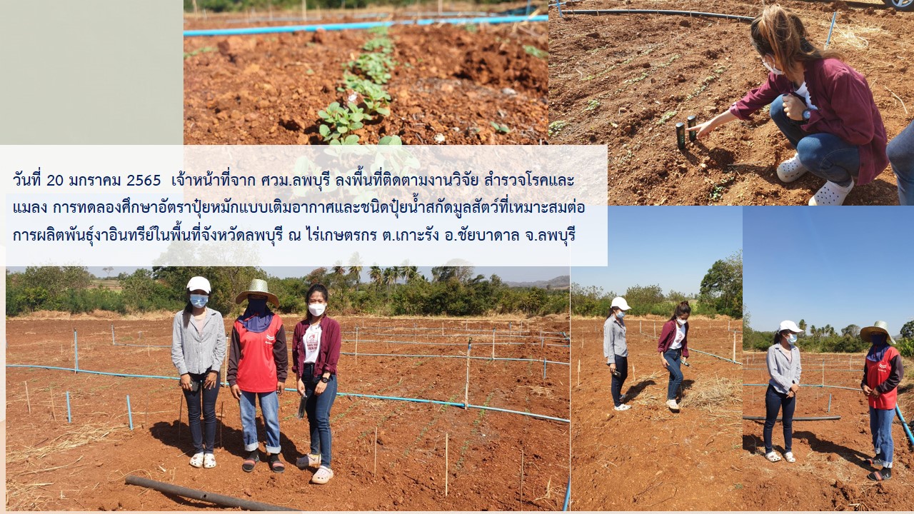 ศวม.ลพบุรี ลงพื้นที่ติดตามงานวิจัย สำรวจโรคและแมลง การทดลองศึกษาอัตราปุ๋ยหมักแบบเติมอากาศและชนิดปุ๋ยน้ำสกัดมูลสัตว์ที่เหมาะสมต่อการผลิตพันธุ์งาอินทรีย์ในพื้นที่จังหวัดลพบุรี ณ ไร่เกษตรกร ต.เกาะรัง อ.ชัยบาดาล จ.ลพบุรี