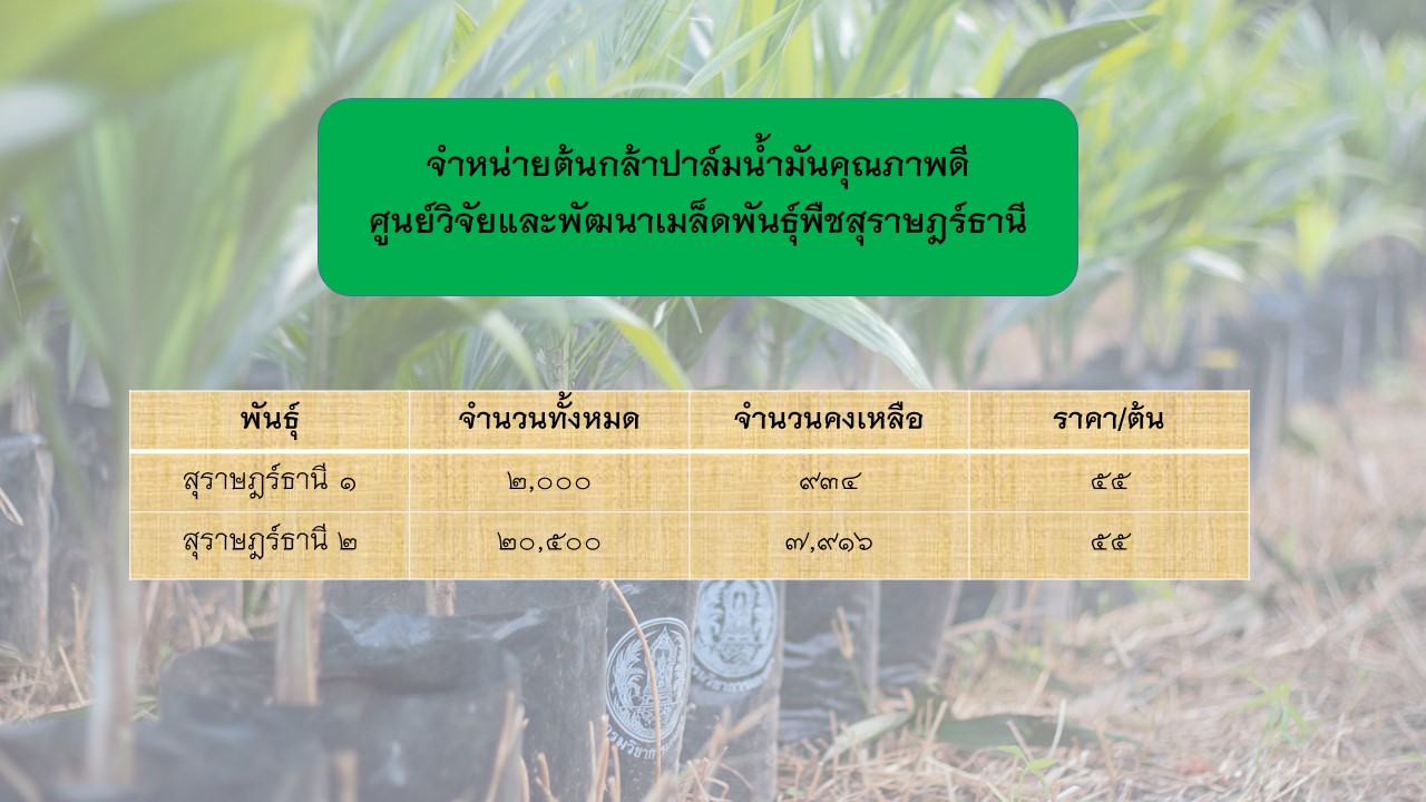 จำนวนต้นกล้าปาล์มน้ำมันคุณภาพดีพร้อมจำหน่าย
