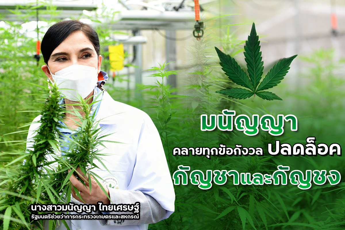 มนัญญาสั่งกรมวิชาการเกษตรเตรียมมาตรการรองรับ ปลดล็อคกัญชากัญชงต้องไม่ส่งผลกระทบเกษตรกรที่จะปลูกในประเทศ