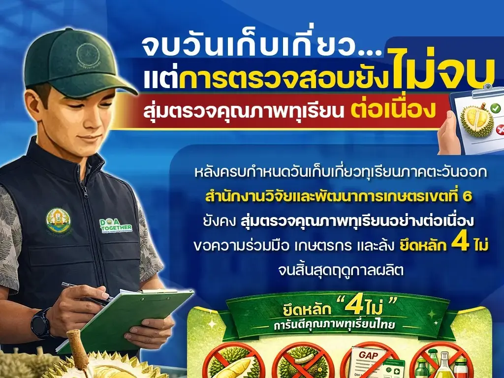 จบวันเก็บเกี่ยว…แต่การตรวจสอบยังไม่จบ หลังครบกำหนดวันเก็บเกี่ยวทุเรียนภาคตะวันออก สำนักงานวิจัยและพัฒนาการเกษตรเขตที่ 6 (สวพ.6) ยังคงดำเนินการ “สุ่มตรวจคุณภาพทุเรียนอย่างต่อเนื่อง” ไปจนสิ้นสุดฤดูกาลผลิต